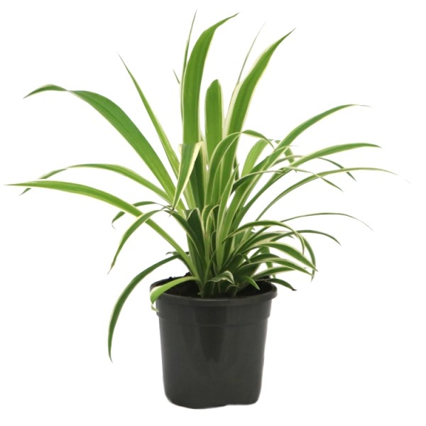 Dianella Plant - Flax Lily